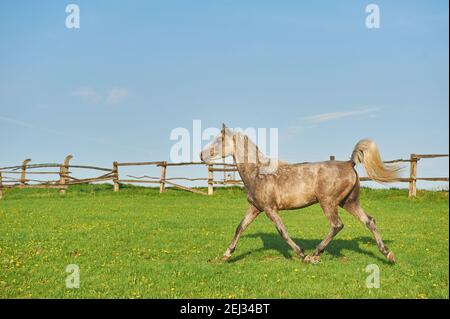 Cavalli arabi nel paddock Foto Stock