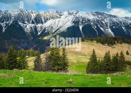 Primavera foresta glade e neve Piatra Craiului montagne sullo sfondo, Carpazi, Romania, Europa Foto Stock