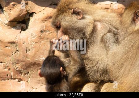 Baboon Hamadryas (Papio hamadryas) Una femmina adulta Hamadryas baboon che viene curata dal suo bambino Foto Stock