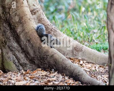 Uno scoiattolo d'albero rosso o scoiattolo di Pallas, Callosciurus erythraeus, sul tronco di un albero in una foresta giapponese. Introdotto dalla terraferma, Foto Stock