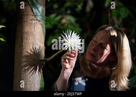 Il regista Beverley Glover con un raro cactus amazzonico chiamato Moonflower presso il Giardino Botanico dell'Università di Cambridge, fiorisce per ciò che i botanici ritengono sia la prima volta nel Regno Unito. Gli esperti hanno tenuto un orologio notturno durante tutta la settimana in modo che non hanno perso la fioritura di Selenicereus wittii - un evento che inizia al tramonto ed è finito dall'alba. Data immagine: Sabato 20 febbraio 2021. Foto Stock