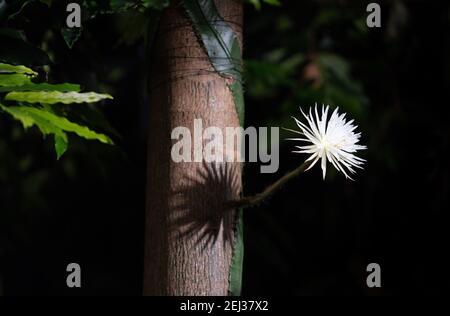 Un raro cactus amazzonico chiamato Moonflower presso il Giardino Botanico dell'Università di Cambridge in quanto fiorisce per ciò che i botanici ritengono sia la prima volta nel Regno Unito. Gli esperti hanno tenuto un orologio notturno durante tutta la settimana in modo che non hanno perso la fioritura di Selenicereus wittii - un evento che inizia al tramonto ed è finito dall'alba. Data immagine: Sabato 20 febbraio 2021. Foto Stock