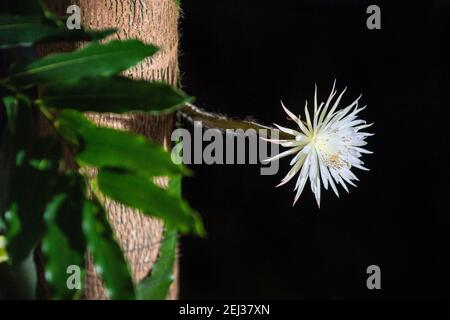 Un raro cactus amazzonico chiamato Moonflower presso il Giardino Botanico dell'Università di Cambridge in quanto fiorisce per ciò che i botanici ritengono sia la prima volta nel Regno Unito. Gli esperti hanno tenuto un orologio notturno durante tutta la settimana in modo che non hanno perso la fioritura di Selenicereus wittii - un evento che inizia al tramonto ed è finito dall'alba. Data immagine: Sabato 20 febbraio 2021. Foto Stock