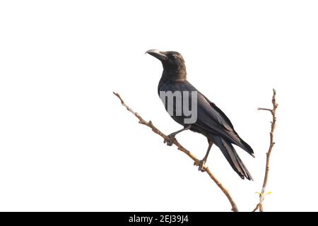 Immagine di crovate su un ramo isolato su sfondo bianco. Uccelli. Animali selvatici. Foto Stock