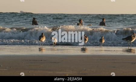 LOS ANGELES CA USA - 16 NOV 2019: California estate Venezia spiaggia estetica. Gabbiano di mare vicino alle onde di marea paisifica dell'oceano. Molti surfisti aspettano Foto Stock