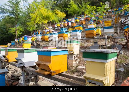 Apiary in un cortile posteriore. Apicoltura. Foto Stock
