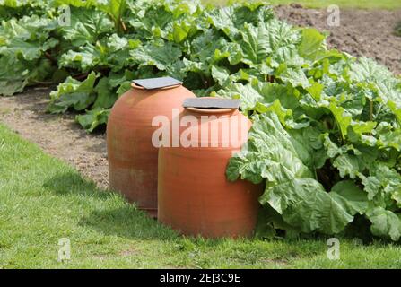 Rhubarb in crescita in un giardino e sotto forzatura pentole. Foto Stock