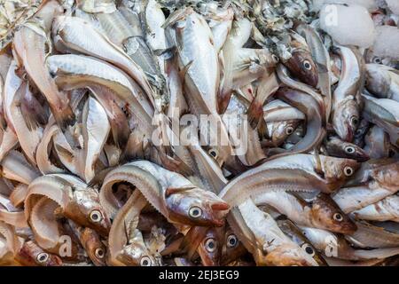 Frames o carcasse di pesce spesso usati per fare stock Foto Stock