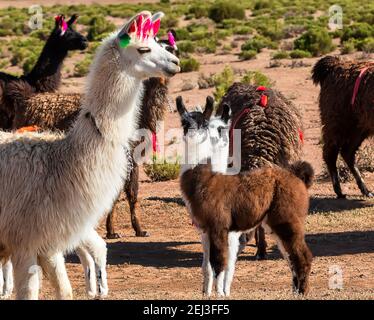 Primo piano mandria di lama che si rilassano nella verde valle. Altiplano, Bolivia, Sud America Foto Stock