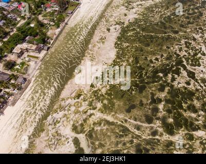 Foto aerea di alghe sottomarine alghe marine su una bassa marea. Fondo del mare superficie in eccesso con le zavane di mare a Jambiani, Zanzibar, Tanzania Foto Stock