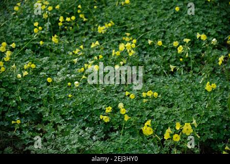Pavimento forestale coperto di Bermuda buttercup, Oxalis pes-caprae, Malaga, Spagna. Foto Stock