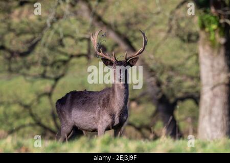 Daino melanistico (Dama dama) con filo spinato bloccato in antlers, Levens Deer Park, Cumbria, Regno Unito Foto Stock