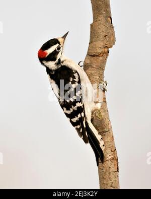 Woodpecker primo piano profilo vista arrampicata ramo albero e mostra piumaggio piuma nel suo ambiente nella foresta con uno sfondo blu sfocato. Foto Stock