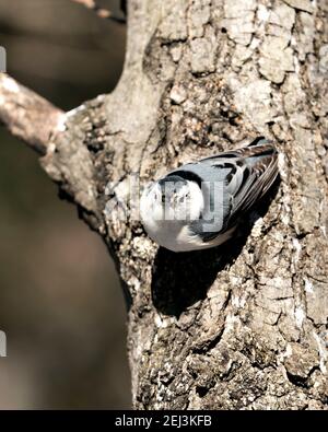 Vista ravvicinata del profilo di Nuthatch, di colore bianco, appollaiato su un tronco d'albero con sfondo sfocato e guardando la telecamera nel suo ambiente e habitat. IMA Foto Stock