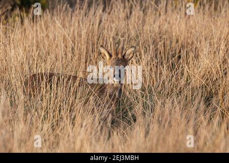 Roe buck (Capreolus capreolus), Islay, Scozia, Regno Unito Foto Stock