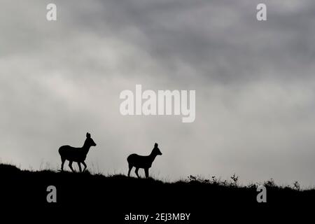 Capriolo (Capreolus capreolus), College Valley, Northumberland National Park, Regno Unito Foto Stock