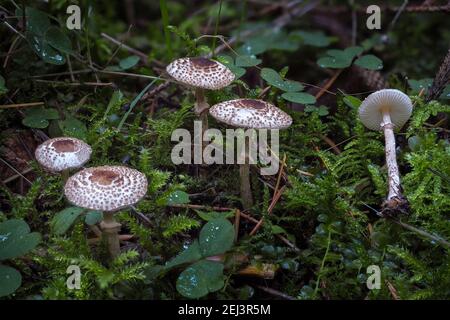 Il gatto Dappellante (Lepiota felina) è un fungo velenoso , una foto intrepida Foto Stock