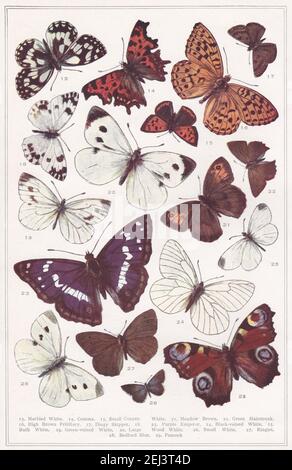 Illustrazioni d'epoca delle Farfalle - riproduzioni esatte a colori di tutte le specie britanniche del 1900. Foto Stock