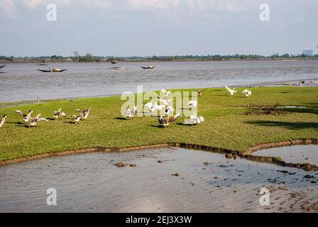 Cigni sulla riva del fiume Rupsha a Khulna, Bangladesh Foto Stock