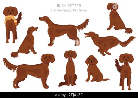 Irish setter clipart. Pose diverse, colori del rivestimento. Illustrazione vettoriale Illustrazione Vettoriale