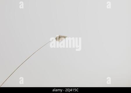 Un singolo fiore coda conigliato su sfondo bianco. Coda di coniglio fiore essiccato per progetti creativi. Carta da parati per interni. Foto Stock