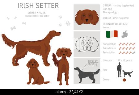 Irish setter clipart. Pose diverse, colori del rivestimento. Illustrazione vettoriale Illustrazione Vettoriale