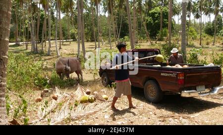 SAMUI, THAILANDIA - 27 MAGGIO 2019: Bufalo d'acqua marrone e conut di riunione dell'uomo thailandese. Vista posteriore dell'uomo sulla piantagione di palme e un pascolamento di toro. Agricoltu Foto Stock