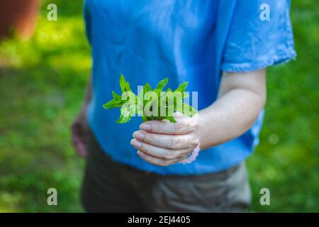 Donna che tiene foglie di erbe di menta in giardino. Pianta di menta piperita in mano femminile. Concetto di erbe con la gente Foto Stock