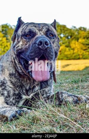 Dogo Canario in bellissimo parco esterno Foto Stock