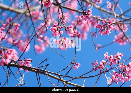 Fiori di ciliegio Himalayan selvaggi o Sakura attraverso il cielo blu Foto Stock