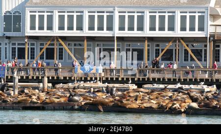 SAN FRANCISCO, CALIFORNIA, USA - 25 NOV 2019: Molte foche sul molo 39, punto di riferimento turistico. Persone vicino al leone di mare in habitat naturale . Colonia di Wil Foto Stock