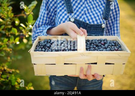 Le mani dei peperoncini tengono un cestino con mirtilli. Raccolta di frutti di bosco freschi in azienda agricola biologica mirtillo in calda e soleggiata giornata estiva. Fresco sano organico fo Foto Stock