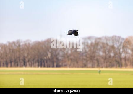 corvo nero che sorvola un campo verde, alberi invernali sullo sfondo Foto Stock