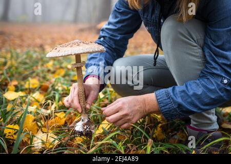 Donna che raccoglie Parasol Mushroom (Macrolepiota procera) nella foresta d'autunno. Fungo commestibile in mano femminile. Cibo naturale nel bosco Foto Stock