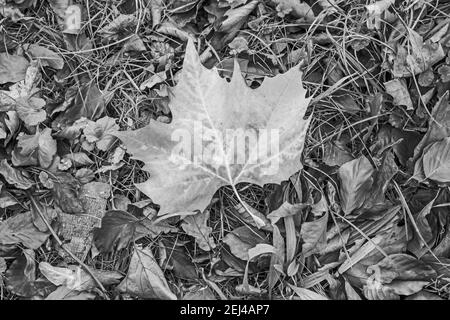 Riassunto: Autunno foglia di Sycamore giacente a terra tra altre foglie, erbe e piante cadute Foto Stock