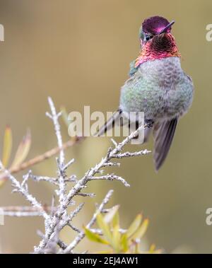 Anna's Hummingbird maschio adulto Foto Stock
