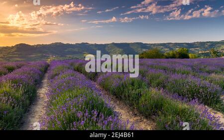 Campo di lavanda in sale San Giovanni, Langhe, Cuneo, Italia. Cielo blu tramonto con nuvole arancioni Foto Stock