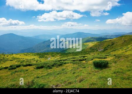 colline della montagna che si avvolge in lontananza. paesaggio estivo della cresta nera nei carpazi orientali, ucraina. scenario soleggiato con c soffici Foto Stock