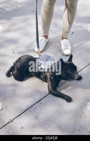 Una vista carina di un cane nero sdraiato sul terreno con guinzaglio accanto al proprietario Foto Stock