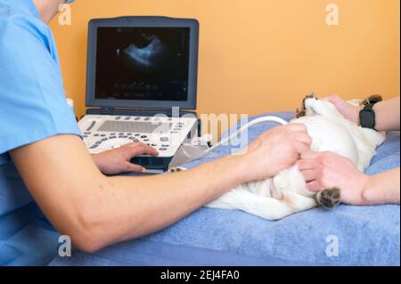 Il lavoro di squadra veterinario effettua un esame ecografico di un gatto. Cat sulla diagnosi ecografica in una clinica veterinaria. Ecografia medica. Foto di alta qualità Foto Stock