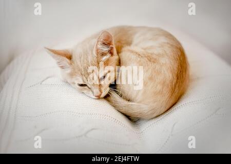 Cucciolo piccolo zenzero dorme arricciato in su in una sfera su una coperta bianca animale domestico, gattino dormiente all'interno Foto Stock