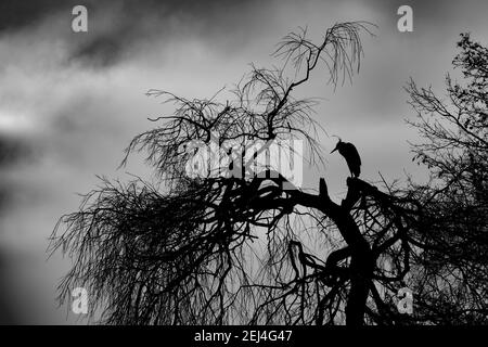 Un airone grigio (Ardea cinerea) in silhouette in un albero, Renania settentrionale-Vestfalia, Germania Foto Stock