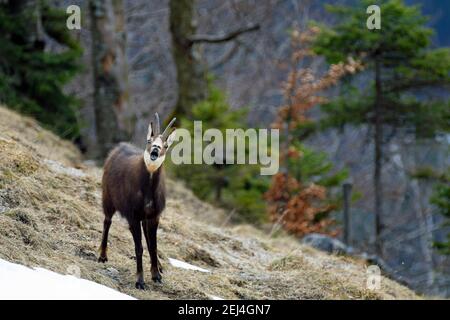 Camoscio alpino, camoscio (Rupicapra rupicapra) che sanguina, bocca aperta, lingua visibile, occhi sporgenti, nei capelli invernali, in piedi sul prato di montagna Foto Stock