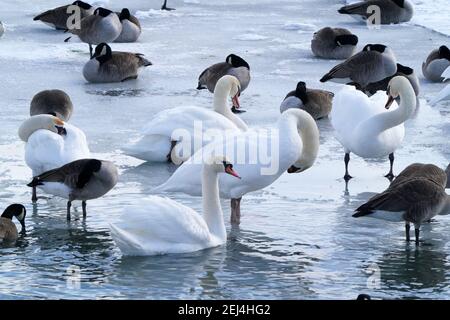 Trombettiere e cigni muti sul lago in inverno Foto Stock