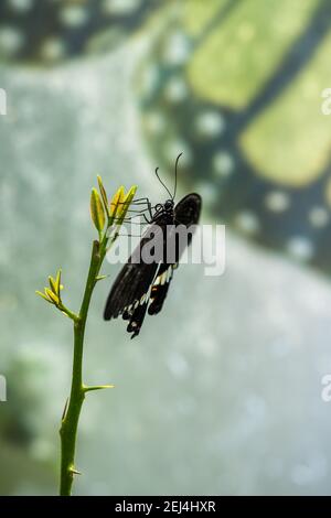 Vista ravvicinata della farfalla nera Foto Stock