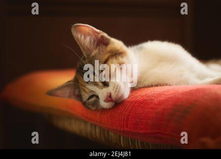 Un gattino meraviglioso che dorme su un cuscino arancione. Studio shot, primo piano. Foto Stock