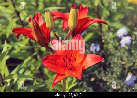 Vista dall'alto su splendidi fiori rossi distinti e alcune gemme chiuse di colore verde-rosso. Foto Stock