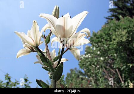 Vista su un gruppo di fiori bianchi stupefacente primo piano. La luce del sole penetra attraverso i suoi petali. Foto Stock
