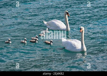 Cigni muti (Cygnus olor), famiglia animale con pulcini che nuotano in acqua, Svizzera Foto Stock