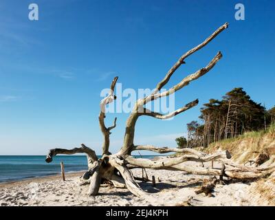 Dead Tree, spiaggia ovest, Prerow, Darsswald, parco nazionale, mar baltico, penisola baltica, AB, Vorpommern, pini, Germania Foto Stock